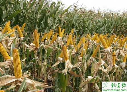 種玉米后期的增產關鍵技術措施