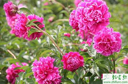 種牡丹如何分株繁殖