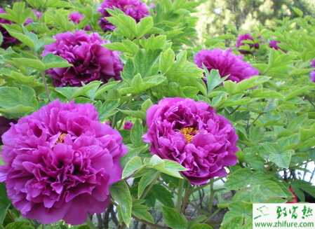 種牡丹病蟲的防治