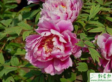 種牡丹快速繁殖技術