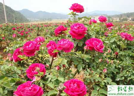切花玫瑰的繁殖經(jīng)驗(yàn)