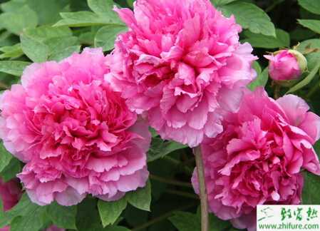 種藥牡丹間作套種高產栽培