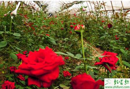 日光溫室切花玫瑰的栽培