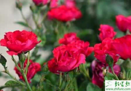 種玫瑰常見病蟲害防治