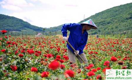 種玫瑰栽培管理經(jīng)驗(yàn)
