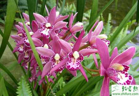 種蘭花促香技術