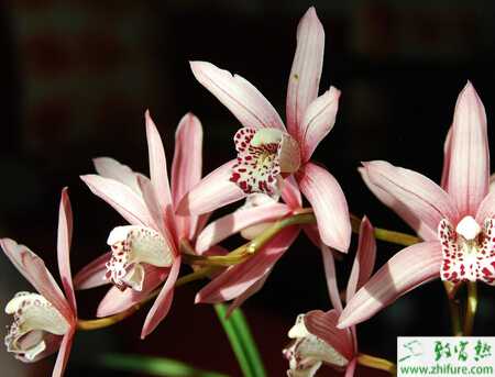 種蘭花如何讓蘭花發好芽