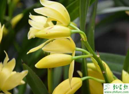 種蘭花葉尖枯焦的致因與防治