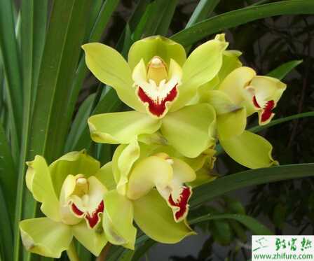 種蘭花腐爛病的防治