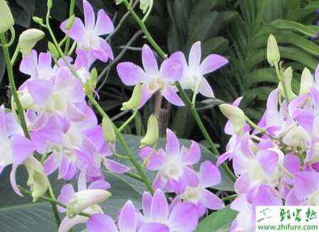 種蘭花的培植與管理