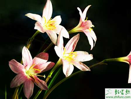 種蘭花栽培中水的控制