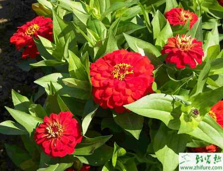 種百日草病蟲害防治