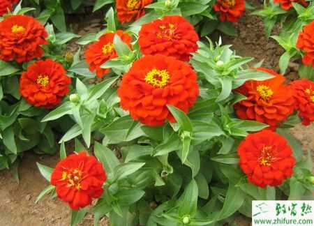 種百日草霜霉病的防治