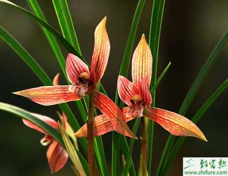 蘭花的栽培經驗