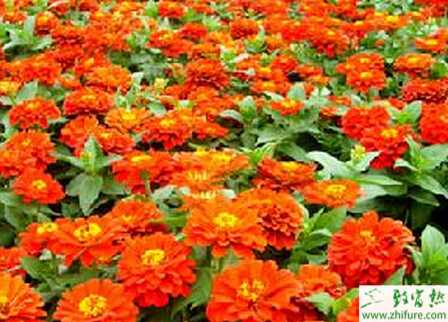 種百日草神澤氏葉螨蟲害的防治