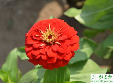 種百日草白粉病的防治