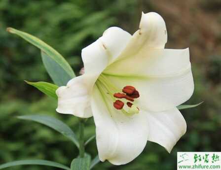 種百合疫病的防治