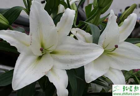 北方日光溫室百合種植要點