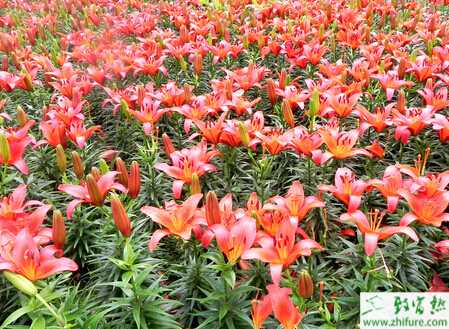 種百合繁殖新技術