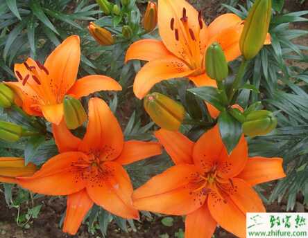 種百合的反季節(jié)栽培