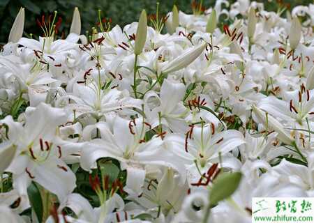 種百合的無土栽培技術