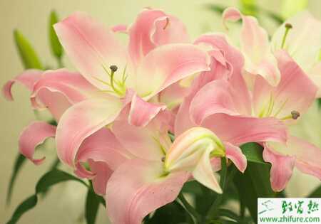 種百合的夏季管理