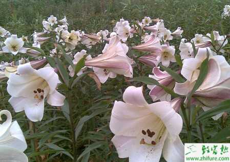 種百合后期管理和覆蓋地膜