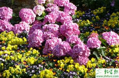 八仙花種植栽培經(jīng)驗