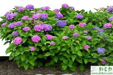 種八仙花芽枯病的防治