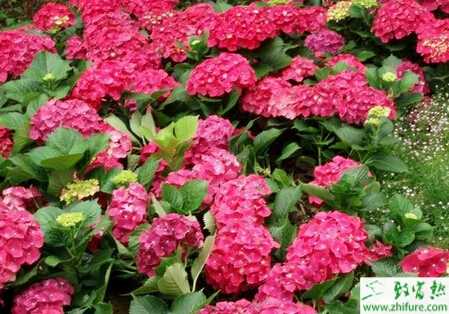 怎樣促成八仙花花色變化