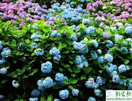 如何養好八仙花