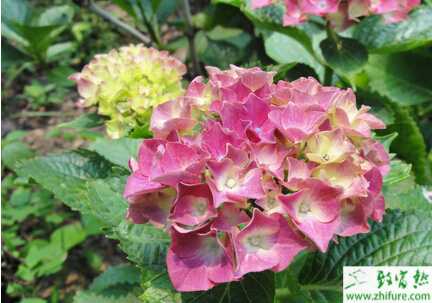 種八仙花的四季管理