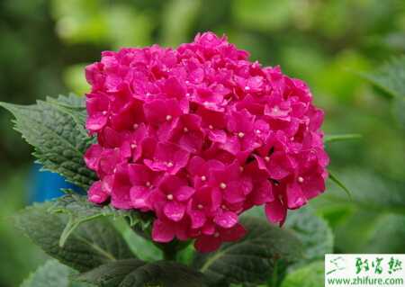 種八仙花環斑病的防治