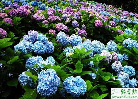 種八仙花的栽培技術要點