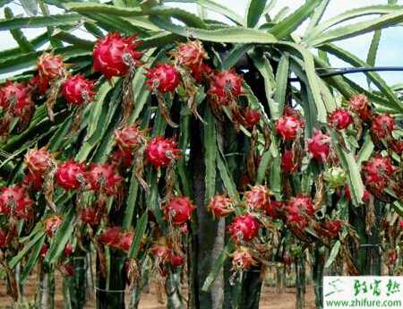 種火龍果的施肥量及時期