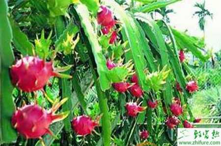 火龍果園的肥水管理