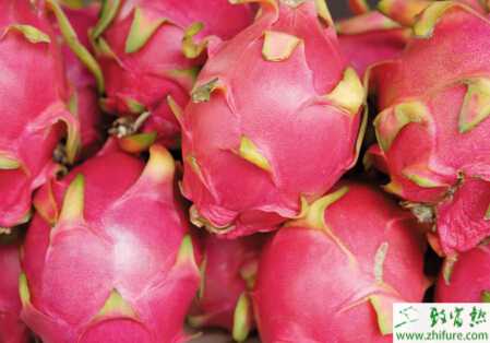 種火龍果為何出現(xiàn)剛紅就裂果