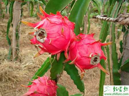 火龍果能不能直接用種子種植