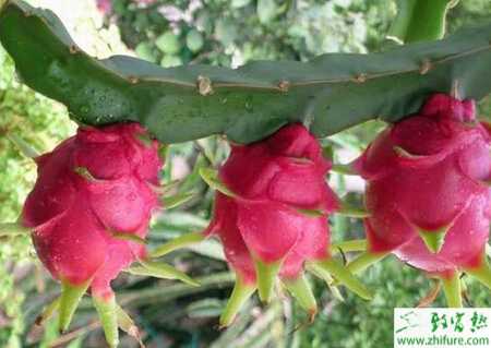 種火龍果為何開花幾天就會黃