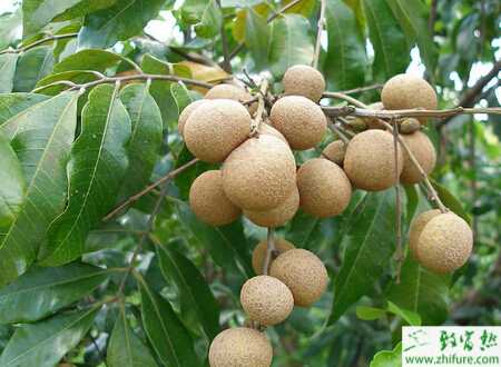 種龍眼秋季栽培技術