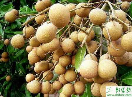 種龍眼花果的管理