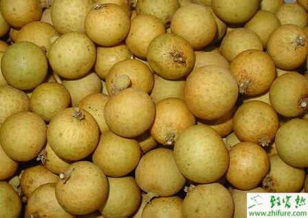 種龍眼肥水的管理