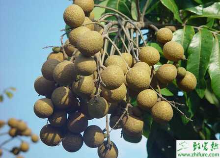 龍眼秋季如何管理