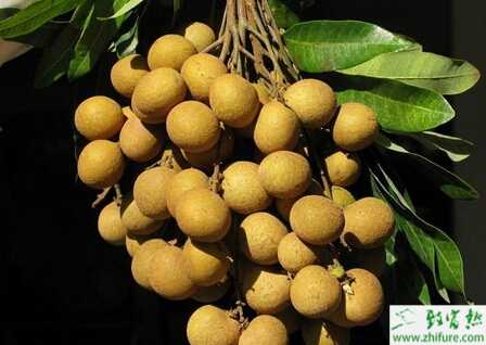 冬季龍眼的防寒要點
