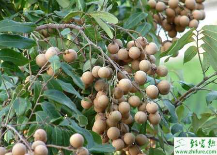 龍眼成年樹如何保豐產