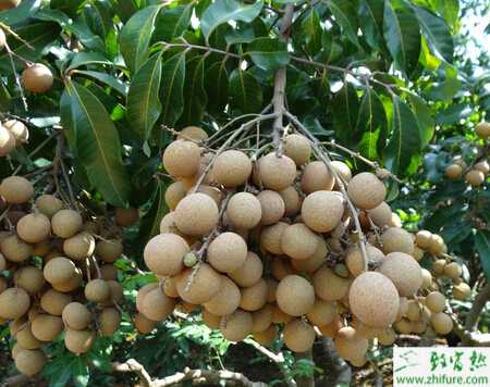 山地種植龍眼如何早結(jié)豐產(chǎn)