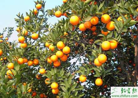 種臍橙的臍橙園管理