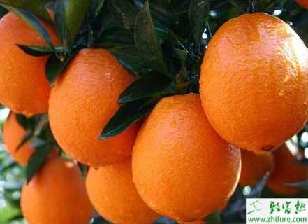 臍橙園出現凍害怎樣防護應急