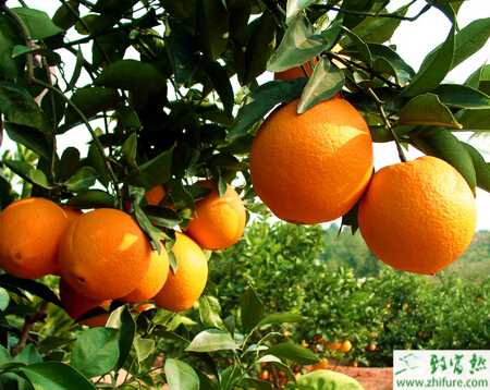 種臍橙三大生理病害的防治