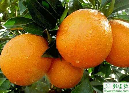 種臍橙病蟲的防治